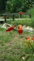 Qu'ils sont beaux ces ibis !