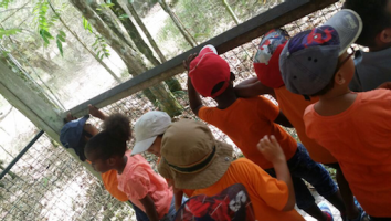 Nous regardons les tapirs.